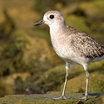 Black-bellied Plover
